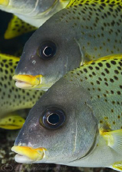Blackspotted sweetlips. D200, 20mm. by Derek Haslam 